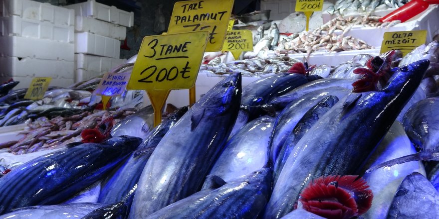 Karadeniz'de Palamut Alarmı: "Önüne Ne Gelirse Yiyor, Bir An Önce Hepsinin Tutulması Gerekiyor"
