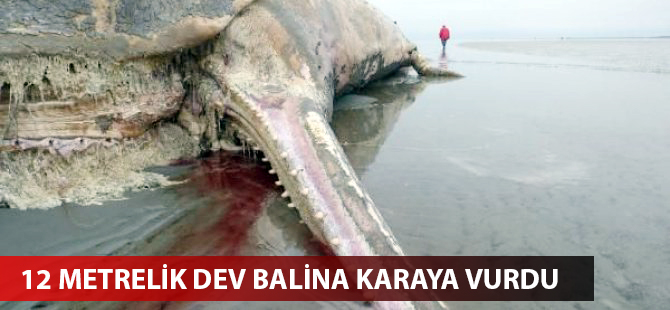 Danimarka'da 12 metrelik dev balina karaya vurdu