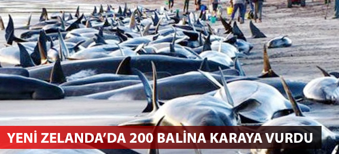 Yeni Zelanda’da 200 balina karaya vurdu