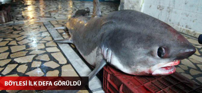 Mersin'de 4 metrelik testere kuyruklu köpekbalığı yakalandı