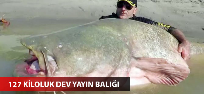 127 kiloluk dev yayın balığı