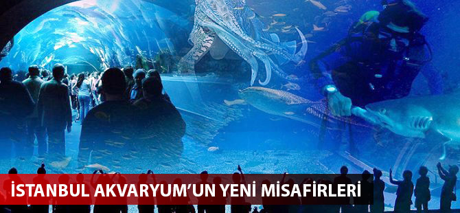 Pasifik'ten İstanbul'a 8 tür deniz canlısı getirildi