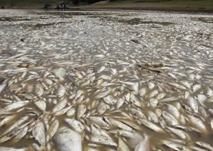 Karlıova'da balık ölümleri korkutuyor