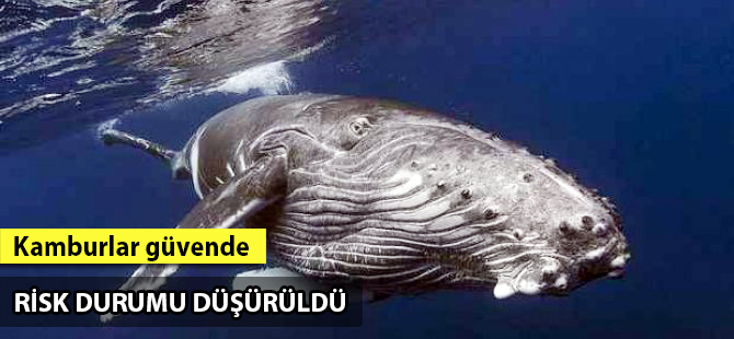 Kambur balinalar koruma listesinden çıkarıldı