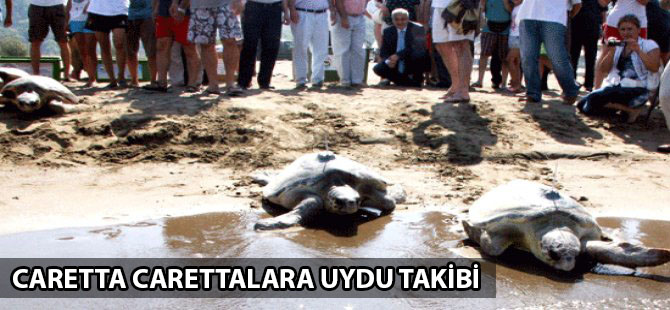 Mersin'de denize bırakılan deniz kamlumbağaları uyduyla izlenecek