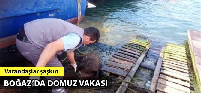 İstanbul Boğazı'nda domuz vakası