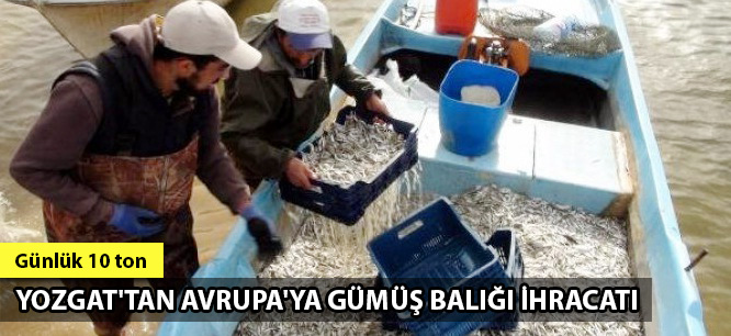 Yozgat'tan Avrupa'ya gümüş balığı ihracatı