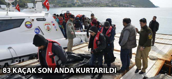 Bodrum'da iki ayrı operasyonda 83 kaçak kurtarıldı