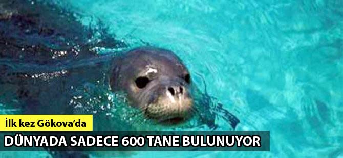 Dünyada sadece 600 tane bulunan Akdeniz foku Gökova'da