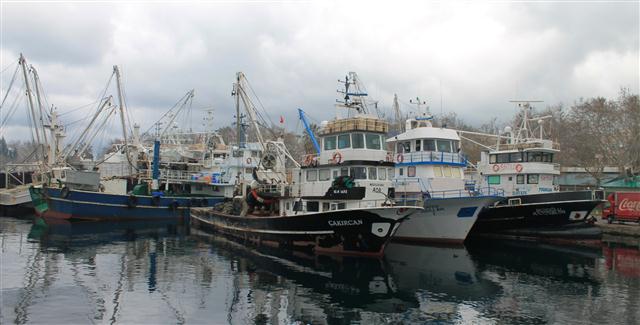 Didim'de balıkçılar lodostan sonra denize açıldı