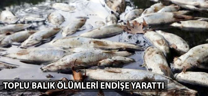 Karabük'te toplu balık ölümleri endişe yarattı