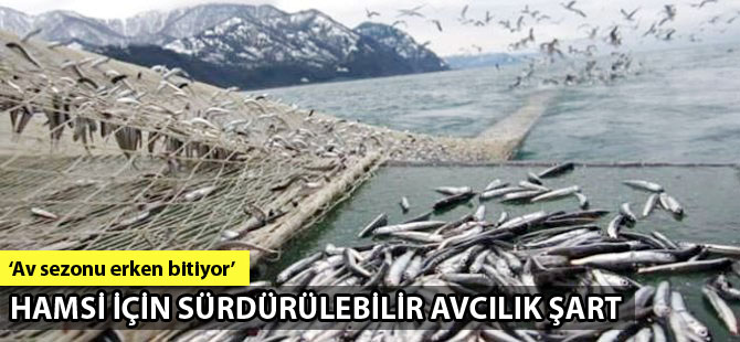 Hamsi için sürdürülebilir avcılık şart