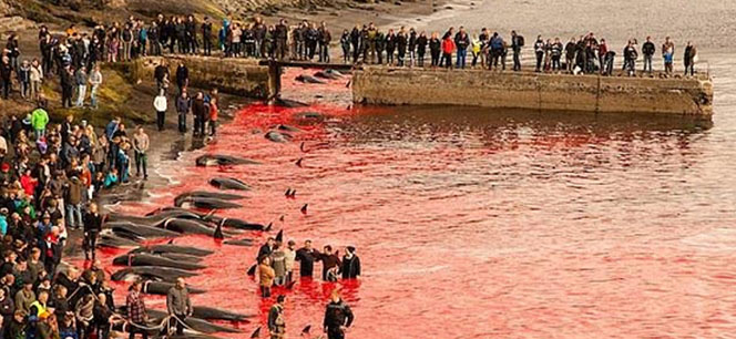 Denizde katliam! 250 balinayı vahşice öldürdüler