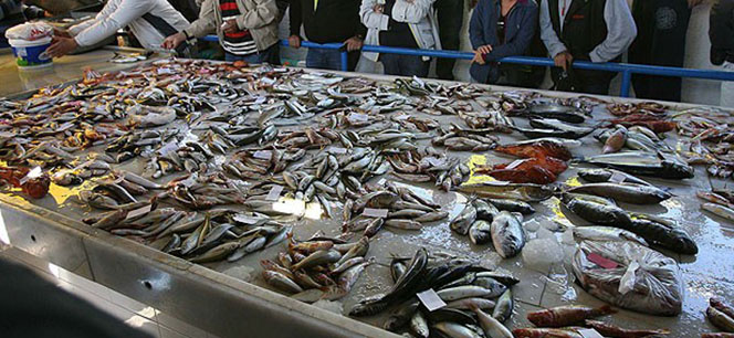 Türkiye'de balık azalıyor