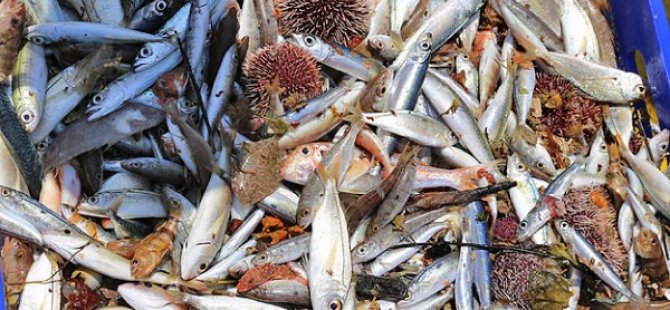 Ege'de yasa dışı balıkçılık iddiası