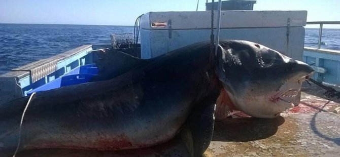 Avustralya'da 6 metrelik köpekbalığı yakalandı