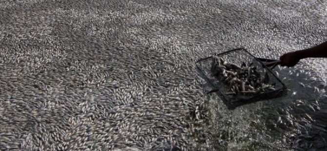 Meksika'da 25 ton ölü balık gölün yüzeyini kapladı