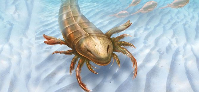 467 milyon yıl önce yaşamış deniz akrebi bulundu