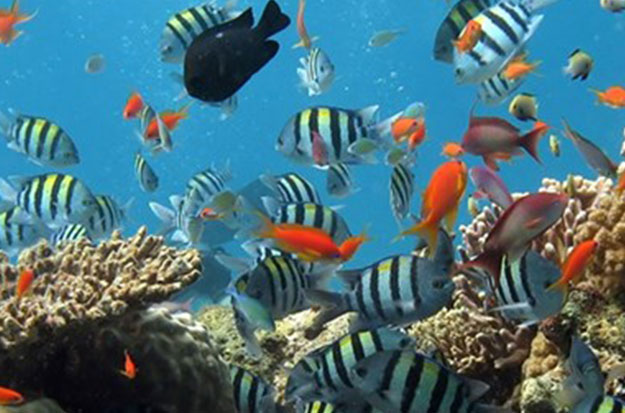 Deniz canlılarının sayısında büyük azalma