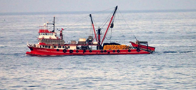 Mustafa Geçici: "Balıkçı teknesi sayısı azaltılmalı"