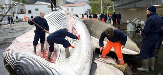 Uluslararası baskıya rağmen İzlanda’da 184 balina katledildi