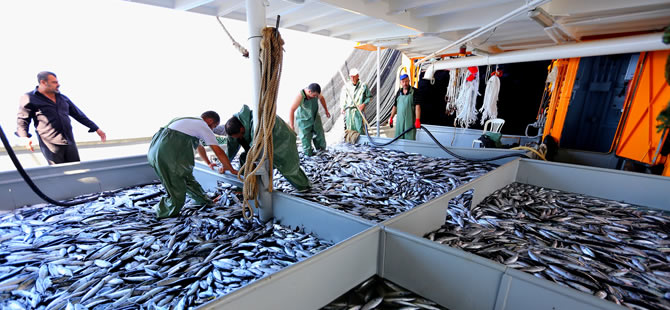Karadenizli balıkçılar avdan kasa kasa hamsiyle dönüyor