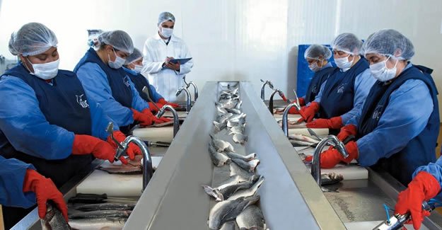 ABD'ye balık ihracatında rekor artış