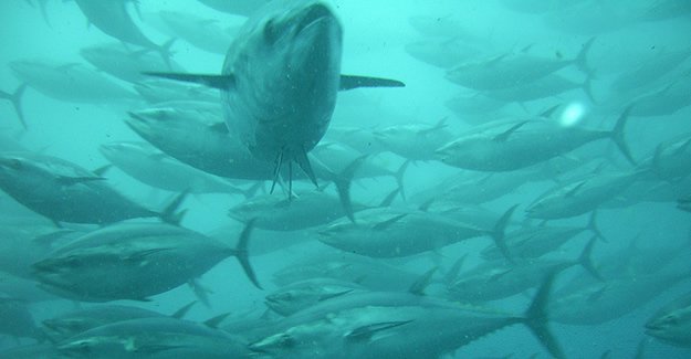 Japonlar, İzmir'i tercih etti