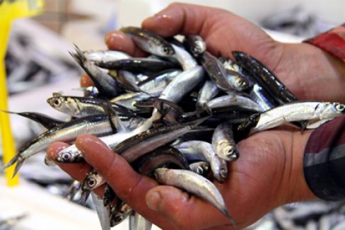 Türkiye'de denemesi gereken en lezzetli 10 balık