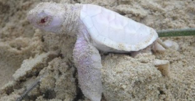 Avustralya sahilinde bir albino deniz kaplumbağası bulundu