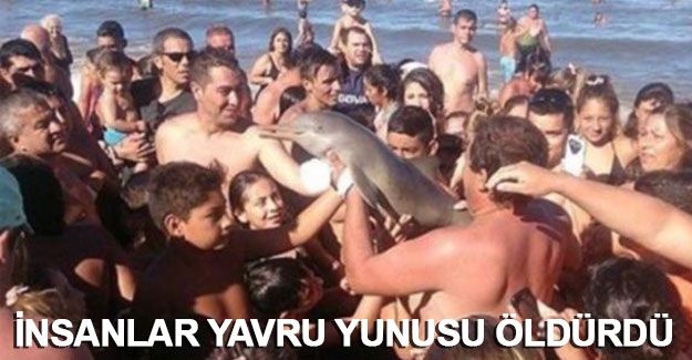 "Fotoğraf çektirmek" için yavru yunusu öldürdüler