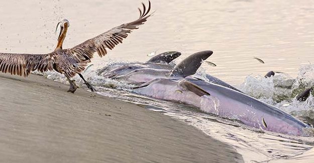 Yunusların ilginç beslenme yöntemi