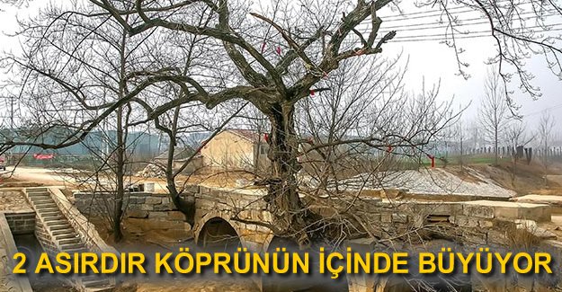 Köprünün içinde büyüyen 200 yıllık ağaç