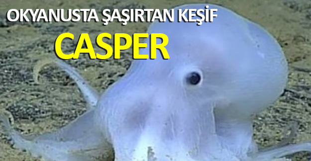 Okyanusta şaşırtan keşif: Casper