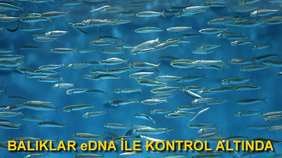 Balıklar eDNA projesiyle kontrol altına alınacak