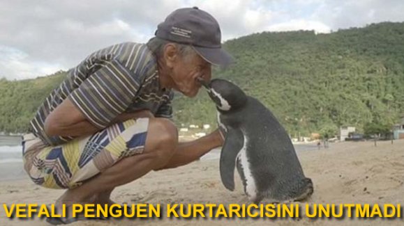 Vefalı penguen kurtarıcısını unutmadı