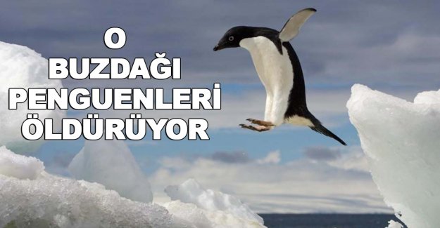 Penguenleri öldüren buzdağı