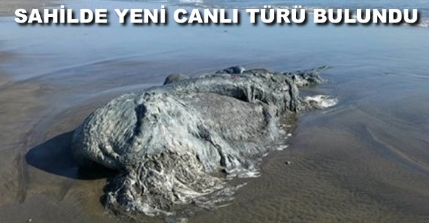 Meksika sahilinde yeni canlı türü bulundu