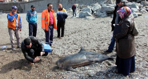 Zonguldak sahilinde başı kopmuş yunus bulundu