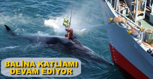Japon balina avcıları Antarktika’da katliam yaptı