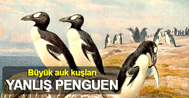 Büyük auk kuşları: Yanlış penguen