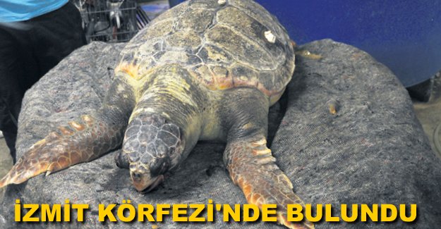 İzmit Körfezi’nde ölü Caretta Caretta bulundu