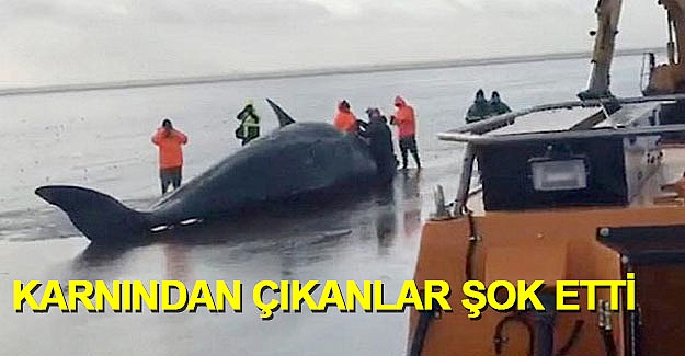 Balinanın karnından çıkanlar şaşkına çevirdi