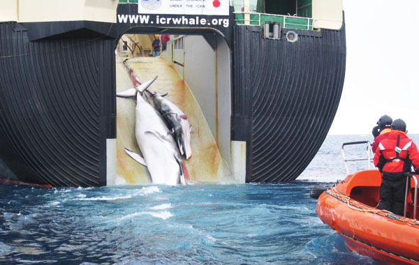 Japonya’ya balina avlama yasağı