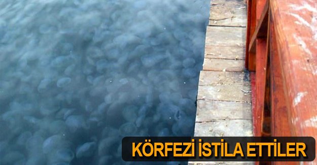 İzmir körfezini deniz anaları istila etti