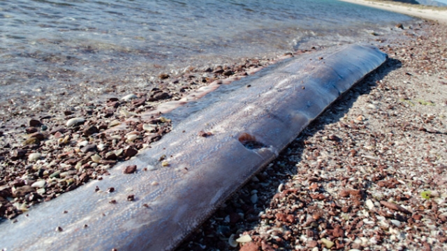 12 metre uzunluğunda balık Meksika'da kıyıya vurdu