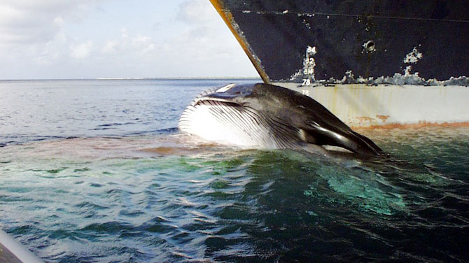 Nesli tükenmekte olan balina ölü bulundu