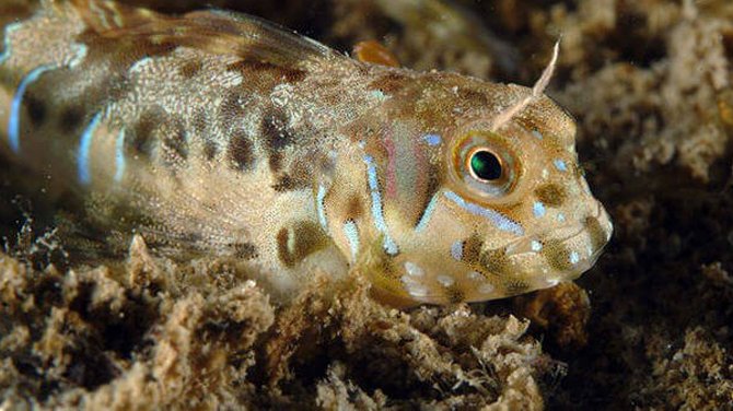 Horozbina balığında kist oluşturan parazit keşfedildi