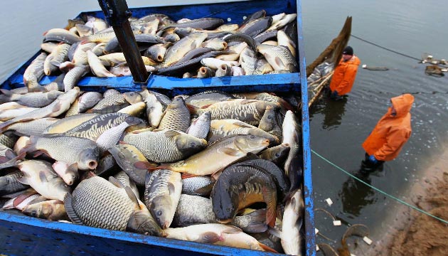 Çin'e daha fazla balık ihraç edilecek
