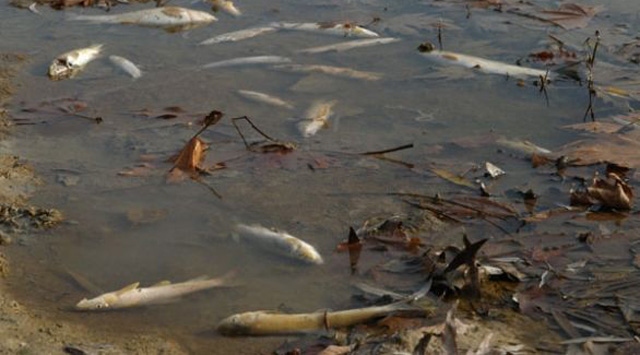 Sakarya'da balık ölümleri